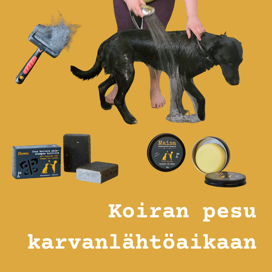 Koiran pesu karvanlähtöaikaan