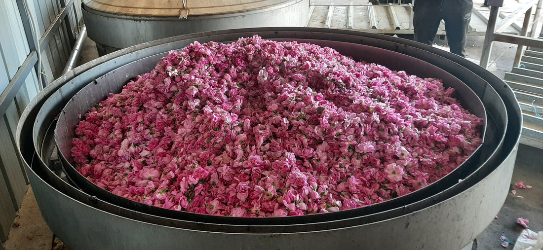 Ruusuveden tarina ja hoitava voima