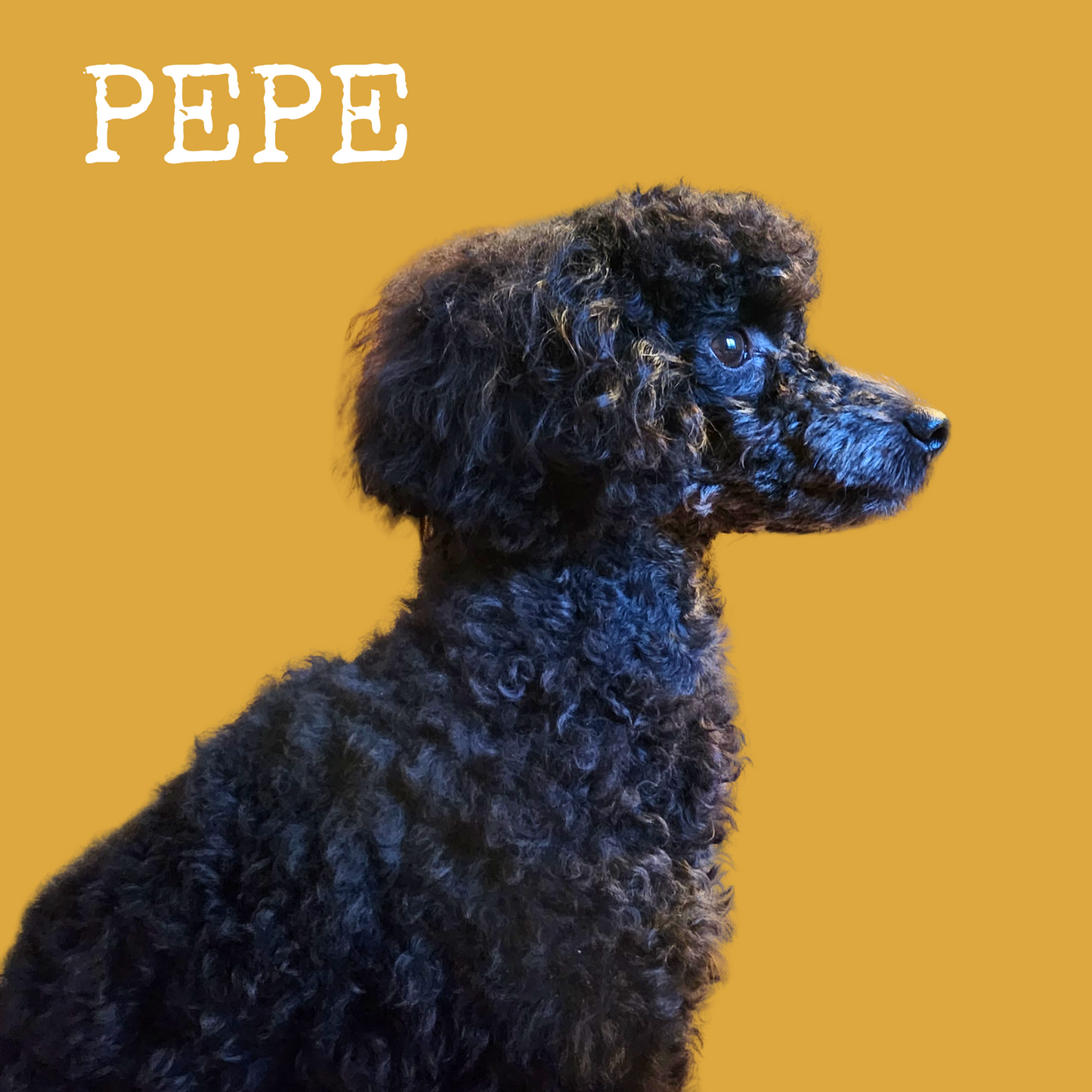 Pepe- koiran turkkia hoitava palashampoo 16,90€