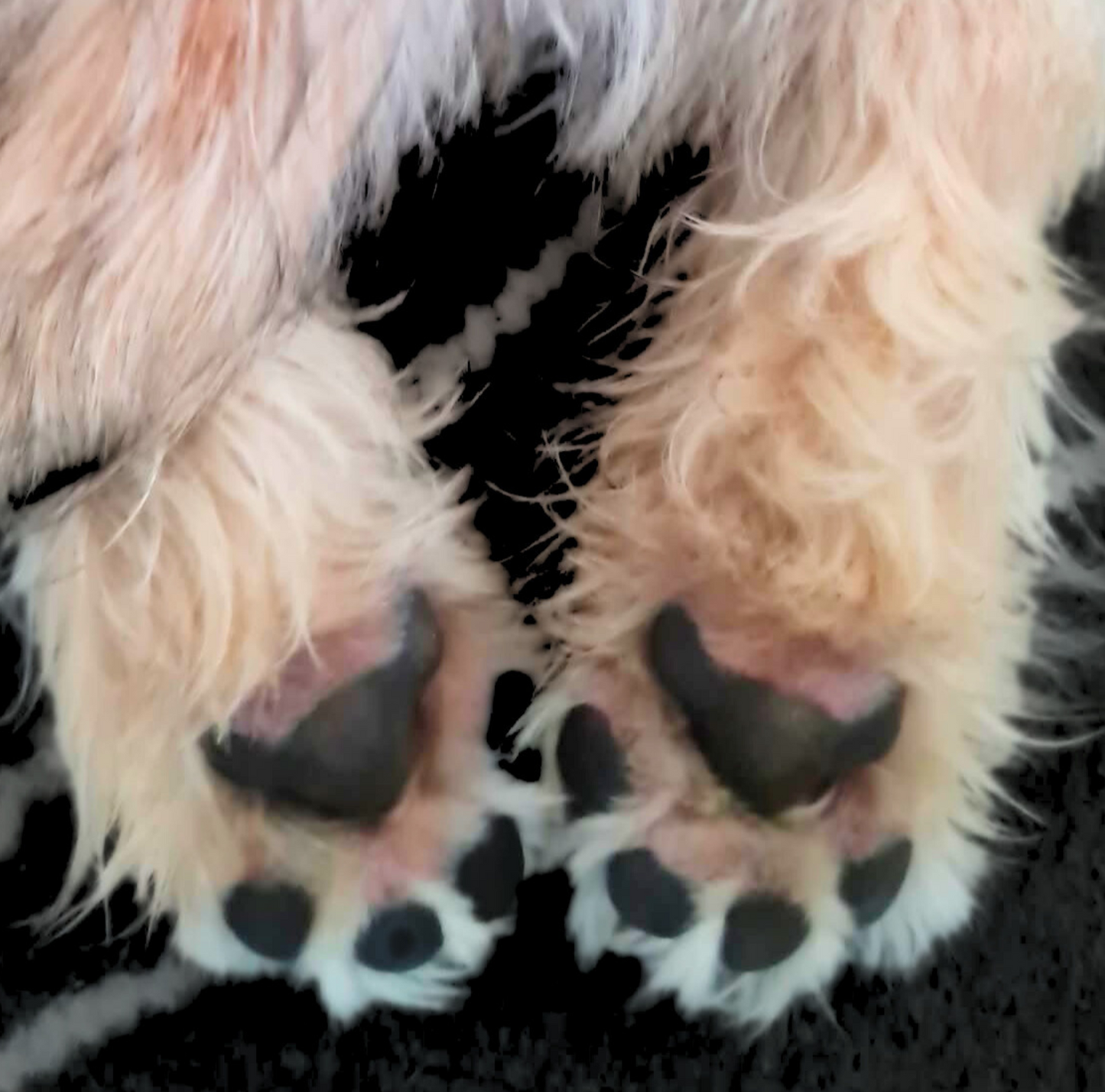 Siru tassuvaha 16,90€